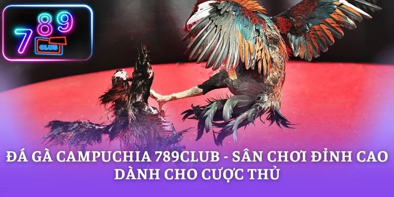 Đá Gà Campuchia 789CLUB - Sân Chơi Đỉnh Cao Dành Cho Cược Thủ