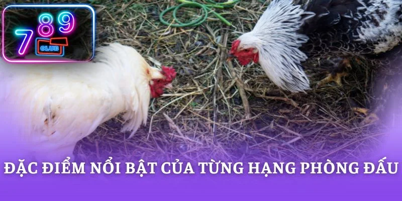 Đặc điểm nổi bật của từng hạng phòng đấu