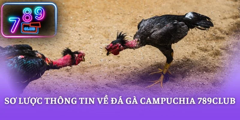 Sơ lược thông tin về đá gà campuchia 789CLUB