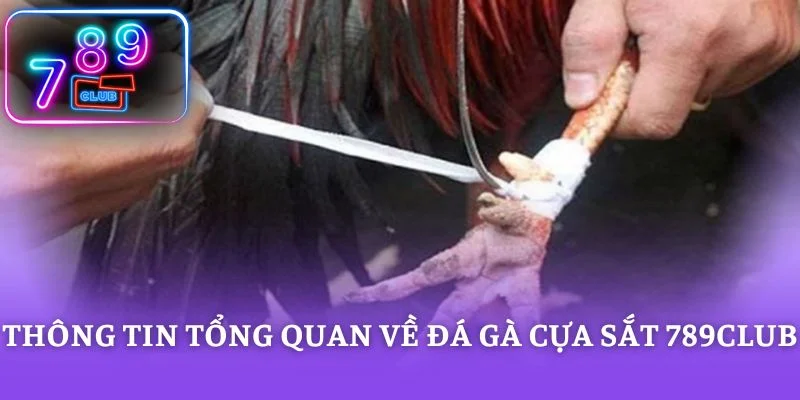 Thông tin tổng quan về đá gà cựa sắt 789CLUB